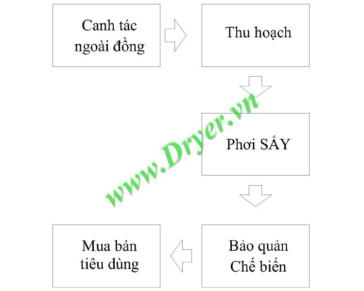 Hình 1: Các công đoạn sản xuất lúa gạo