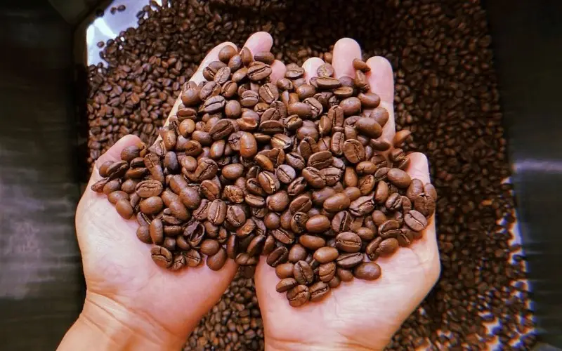 Sấy cà phê tươi