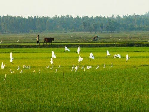 Nông thôn Việt Nam đất đai màu mỡ