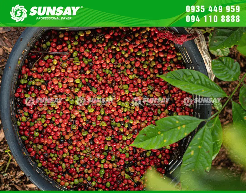 Sấy cà phê tươi để bảo quản lâu hơn sau thu hoạch